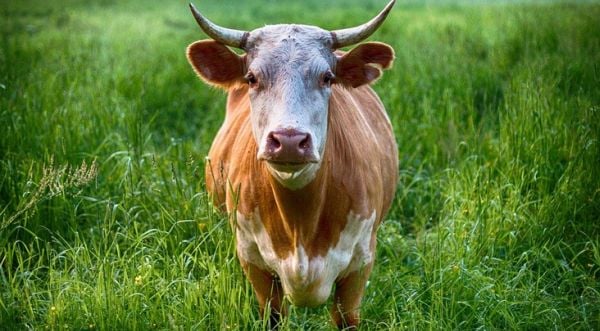 Mad cow disease detected in Brazil