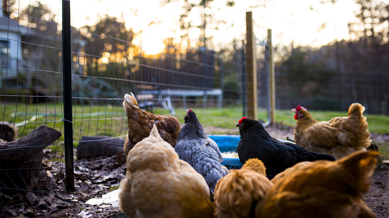 Great Britain to Require Backyard Gardeners to Register Chickens