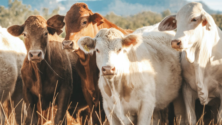 ‘We Don’t Vaccinate’: Cattle Farmer Speaks Out Against mRNA Vaccines In Livestock