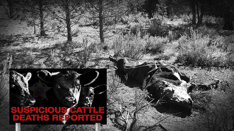 Weird! Texas Sheriff’s Office Issues Notice Regarding Suspicious Cattle Mutilations