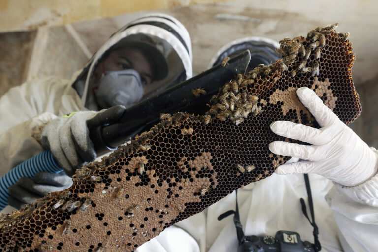 Pic: Driver stung 100 times as 5 million bees swarmed truck