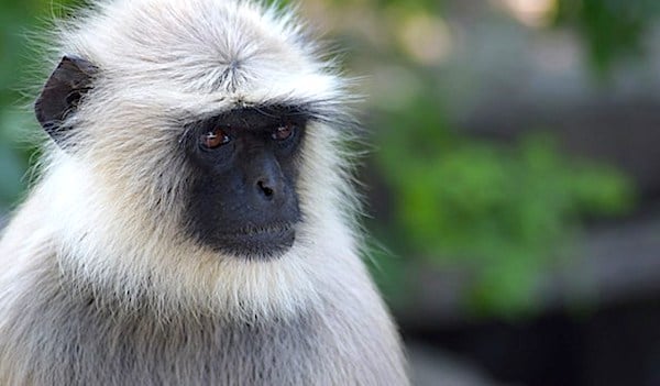 Gang of wild monkeys terrorize town, things turn dark when one kills a 10-year-old boy