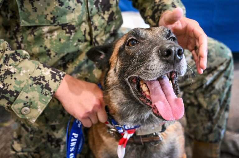 Injured military dog retires to California to live with his former handler.