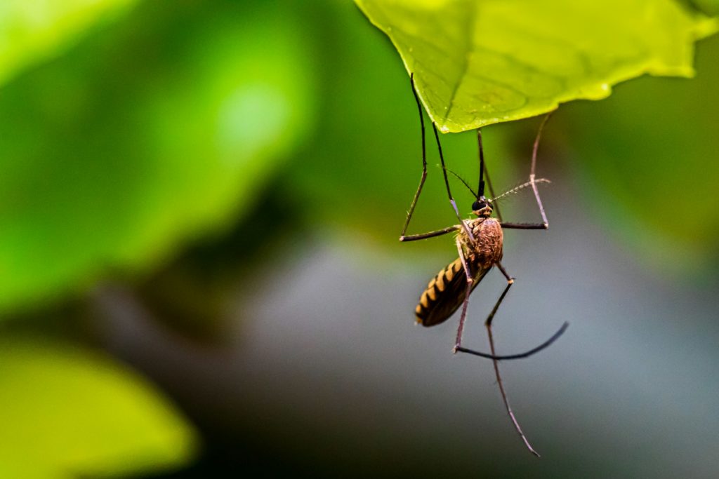 The Science™ Locks Down Four New England Towns For ‘Extremely Rare’ Virus After SINGLE Infection