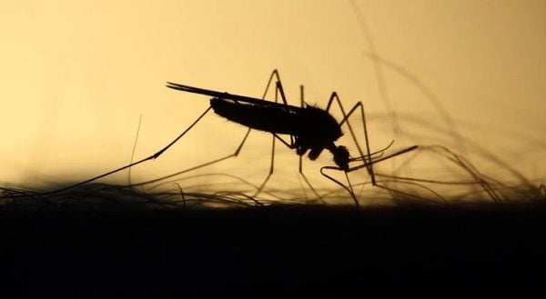 WATCH: State officials confirm mosquito-borne illness found in human * WorldNetDaily * by WND Staff