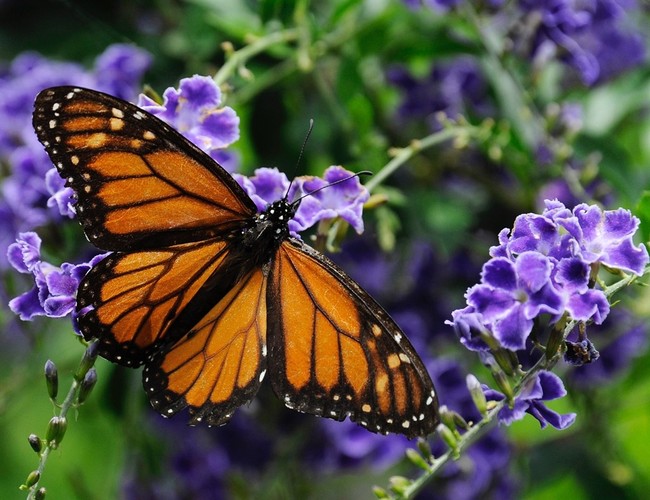 New Monarch Butterfly Protection Status: Necessary Conservation or Government Overreach?