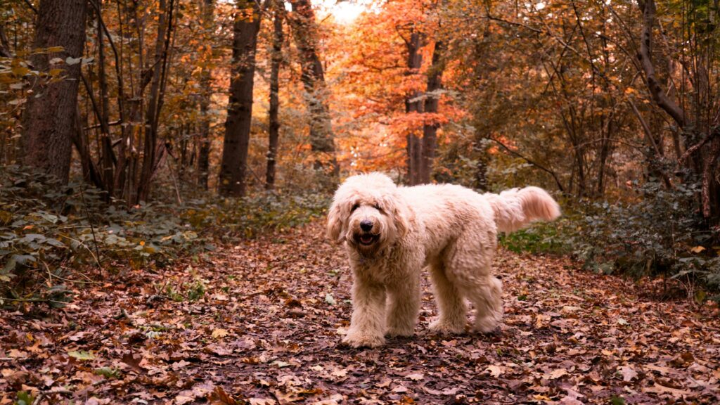 Rabid DEI Labradoodle Karine Jean-Pierre Mangles English Language in Final Briefing of 2024