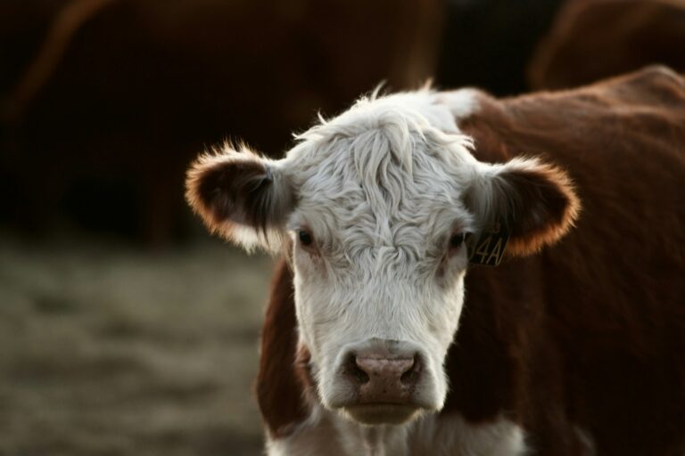 Democrat Influencer Heifer Down Fifty Pounds: Hunger Strike or Ozempic?